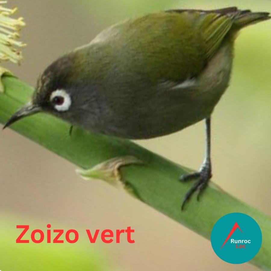 Zoizo Vert - Studio Au Calme Avec Jardin - St Leu Saint-Leu Extérieur photo